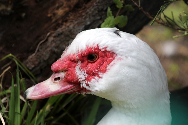 对于穆斯卡 对于穆斯卡